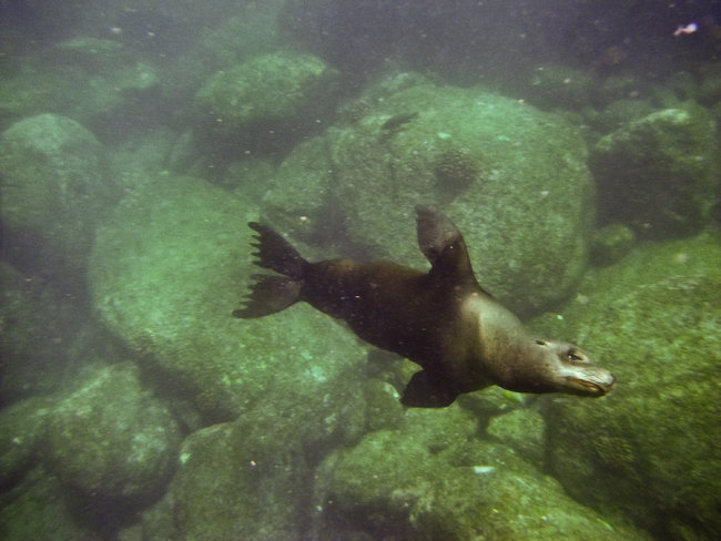 Sea Lion in Sea of Cortez